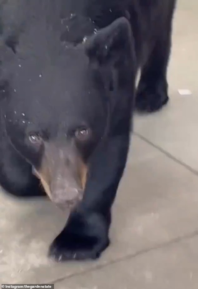 The woman was left with minor injuries, but the beast was euthanized by local authorities